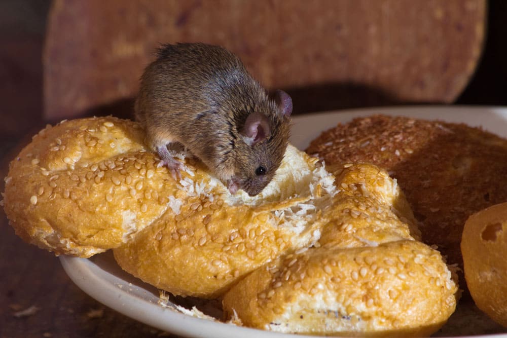 Мышь ест хлеб