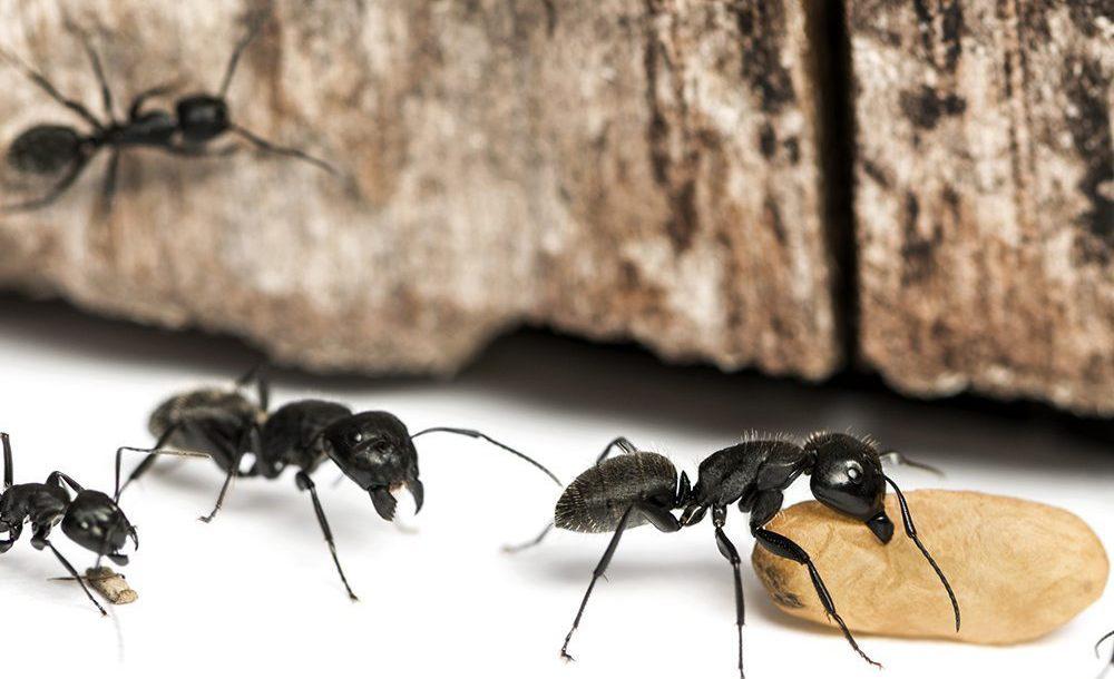 Чёрные муравьи