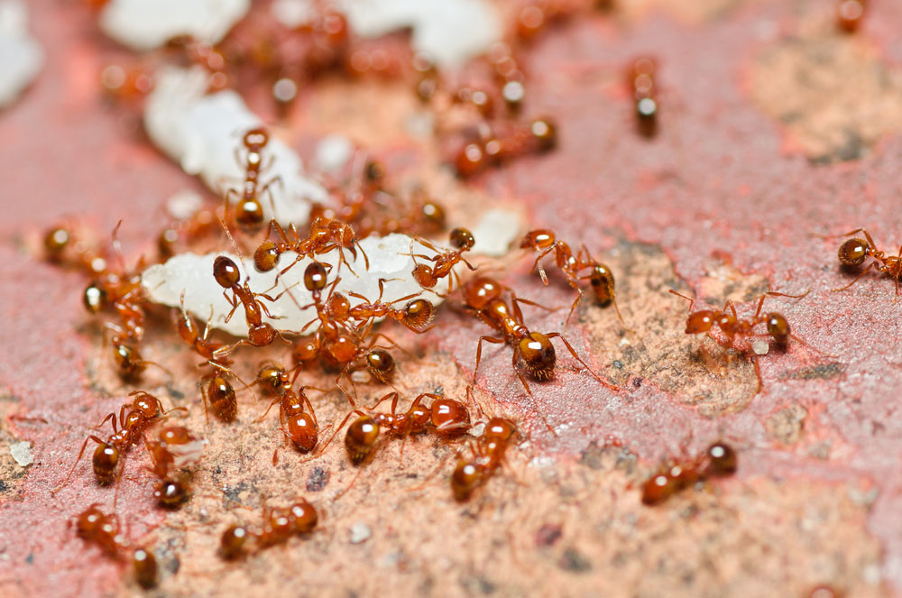 Рыжие муравьи