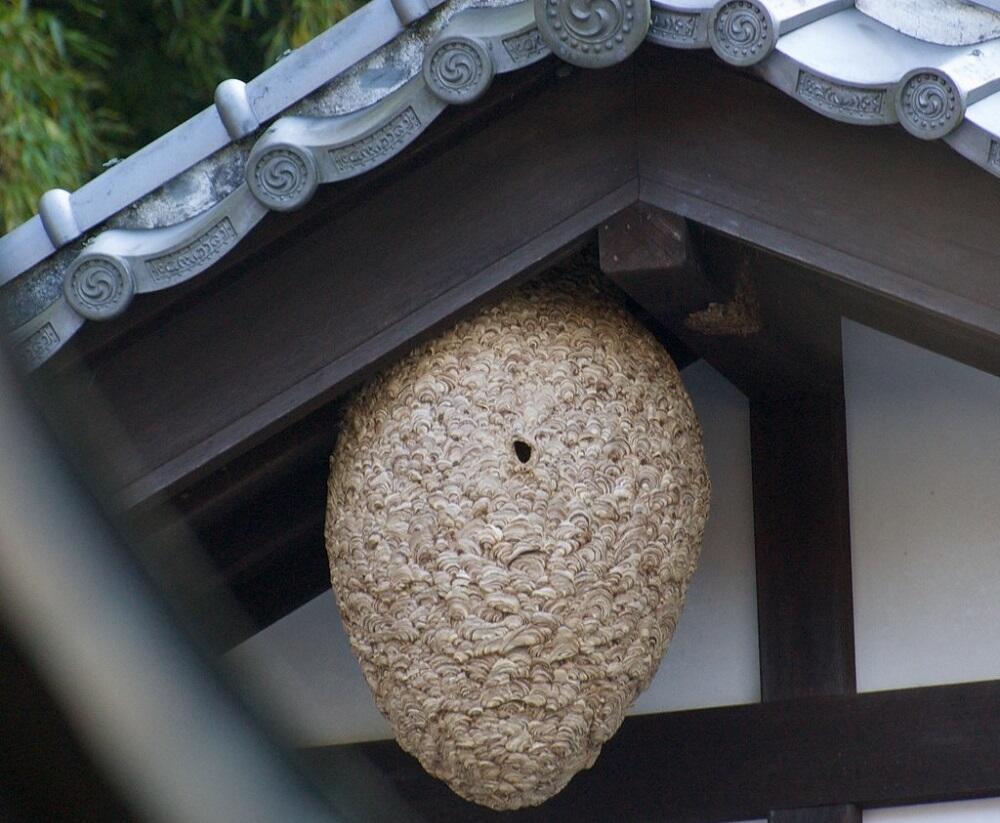 Гнездо под крышей